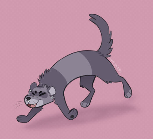 Ferret Ferret