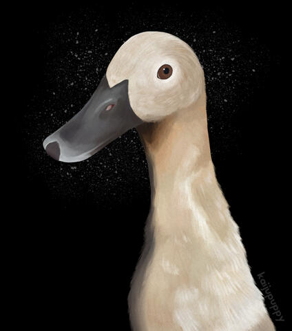 Duck Duck